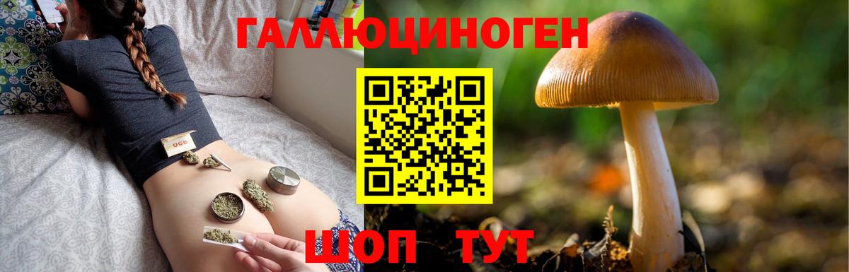 Кингисепп  Псилоцибиновые грибы Psilocybe  Вход с VPN 